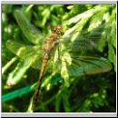 Sympetrum danae - Schwarze Heidelibelle jung-m03.jpg